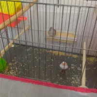 دوعدد فنج دانه ای ۱۵۰