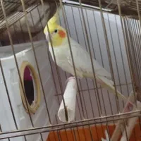 عروس هلندی جفت به شرط|پرنده|اصفهان, الهیه|دیوار