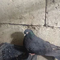 فروش یک جفت کبوتر سیاه آبادانی نوک سفید چشم سفید|پرنده|شاهین دژ, |دیوار