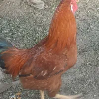 خروس دورگه 1300