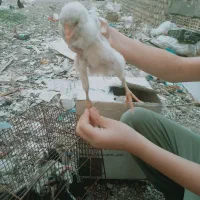 جوجه گلین مرغ گلین خروس گلین