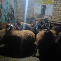 تعداد گوسفند جوان دو دندان