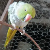 ملنگو|پرنده|نیشابور, گنبد سبز|دیوار