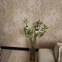 همخونه اقا میخام اقا هستم