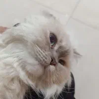 گربه|گربه|قدس, شهرقدس|دیوار