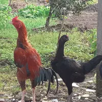 جوجه لاری ۴ ماهه دانه ای ۵ میلیون
