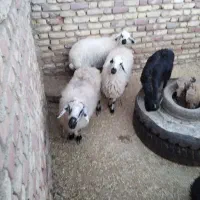 جوان میش درجه یک محلی دورگ آبستن|حیوانات مزرعه|زرند, |دیوار