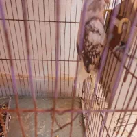 عروس هلندی .فنج نرگسی