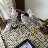 فروش سه عدد عروس هلندی سخنگو ، سالم ( آلبینو )|پرنده|تهران, جوادیه تهرانپارس|دیوار