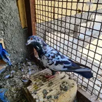 پلاکی ماده کویت