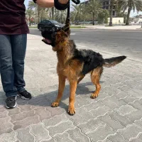 واگذاری سگ ژرمن اصیل|سگ|کیش, |دیوار