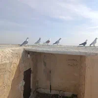 سلام تعداد کفتر هوایی قلدور بوم خودم|پرنده|فرح دشت, |دیوار