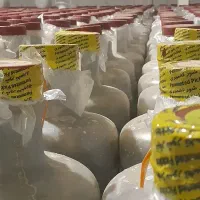 پخش خیارشور نول همدان