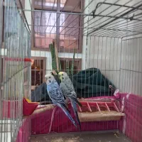 یه جفت مرغ عشق و یه قناری ماده