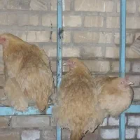 مرغ ویروس برهما|حیوانات مزرعه|نطنز, |دیوار