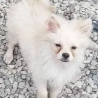 سگ پاکوتاه سمت پل جانبازان به طرف کمربندی گم شدا|سگ|تنکابن, |دیوار