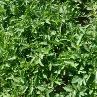 نشا گوجه|خدمات باغبانی و درختکاری|میاندوآب, |دیوار