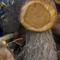 هرس و قطع درخت مزاحم