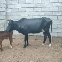 گاو با گوساله ماده و یک عدد گاو ابستن|حیوانات مزرعه|شادگان, |دیوار