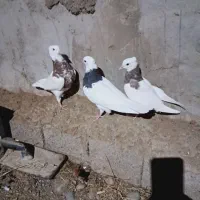 سه عدد طوقی