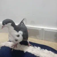 کفتر ساده|پرنده|تربت جام, میان جام|دیوار