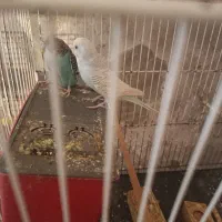 جفت مولد مرغ عشق