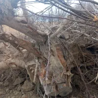 چوب|عمدهفروشی|مهاجران, |دیوار