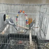 عروس هلندی نر ماده جفت