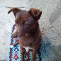 سگ حرف گوش کن|سگ|خلخال, |دیوار