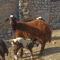 میش و بره پلنگی|حیوانات مزرعه|بیرانوند, |دیوار