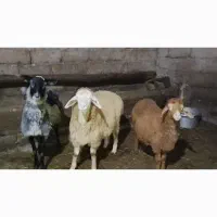 سه راس بره نر یکی ماده رومانف