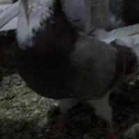 دو عدد کبوتر پرشی|پرنده|نقده, |دیوار