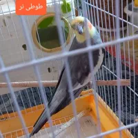 ۳ تا طوطی با قفس