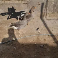 یک جفت غاز اصیل|حیوانات مزرعه|شادگان, |دیوار