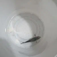 ماهی گوپی . مولد . بچه ماهی|ماهی|تاکستان, |دیوار