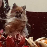 پامر خرسی سایز ریز