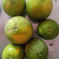 فروش عمده میوه مرکبات از تولید به مصرف