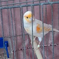 قناری نر|پرنده|اردبیل, |دیوار