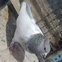 کبوتر سینه.زاغ آبادانی.سوسنی|پرنده|مرودشت, ابوذر جنوبی|دیوار