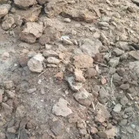 کودحیوانی|خدمات باغبانی و درختکاری|دامن, |دیوار