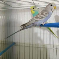 یک جفت مرغ عشق|پرنده|ایرانشهر, |دیوار