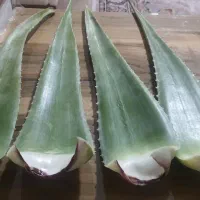 فروش عمده آلوئه ورا