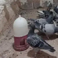 کبوتر گمشده|حیوانات|سبزوار, هویزه|دیوار