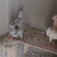 کفتر سرور دورگ خالدار