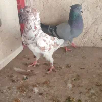 کبوتر