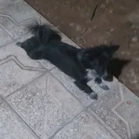 سگ پاکوتای باردار