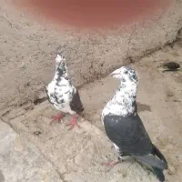 فروشی|پرنده|جنت, |دیوار