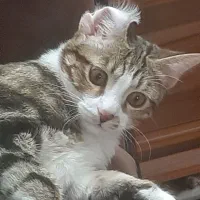 واگذاری گربه