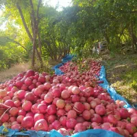 700کیلو انار