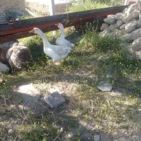 دو عدد قاز نر و ماده